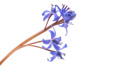 spring blue flower isolated