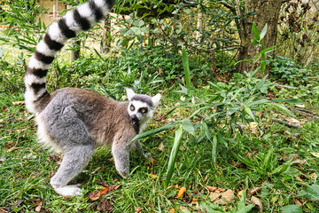 Maki monkey on the ground looking at the viewer. interested and playful are the black and white monkeys.
