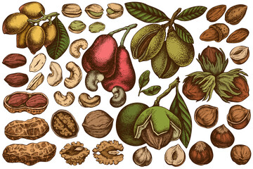 Vector set of hand drawn colored cashew, peanut, pistachio, hazelnut, almond, walnut