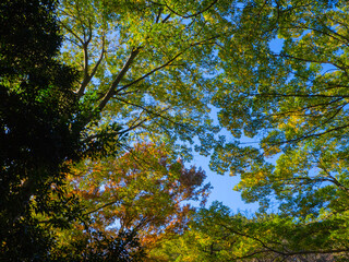 Autumn leaves with blue sky (Tamagawadai park, Ota-ku, Tokyo, Japan)