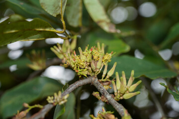Close up flower of Dendrophthoe pentandra plant on tree.