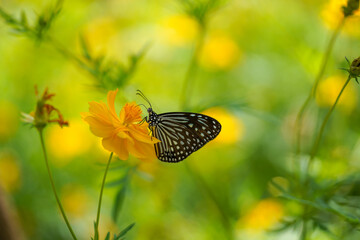 Close up butterfly on cosmos flower with blur background.