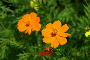 Close up orange cosmos flower with blur background.