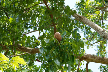 Brazilian Mahogany fruit on branch with leaves.