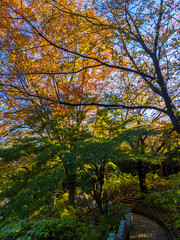 Park with autumn leaves (Tamagawadai park, Ota-ku, Tokyo, Japan)