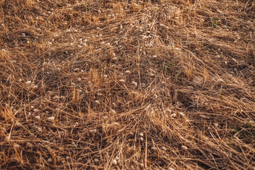 Dried plants covering the countryside in Gagliano del Capo, Puglia region, Italy