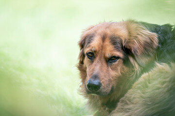 Sad look in the eyes of a dog. Crossbred pet in a bright sunny meadow. Brown fur, adorable look, smart animal. Selective focus on the details, blurred background.