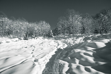 Il bosco d'inverno
