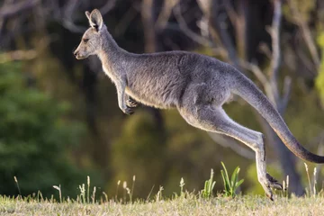 Fotobehang Beautiful view of a wild kangaroo jumping at the field on a sunny day © Inus Grobler/Wirestock