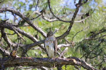 Red-Tailed Hawk in Pine Tree