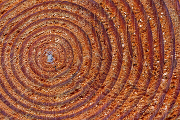 Fototapeta na wymiar Tree ring detail on the cross section of a cut log