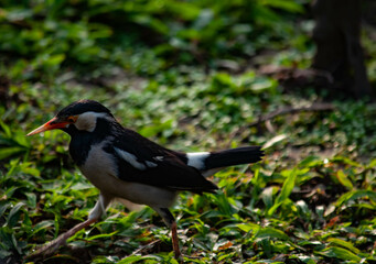 Closeup shot of an Indian pied myna in a meadow