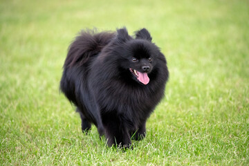 Black German Spitz dog on grass