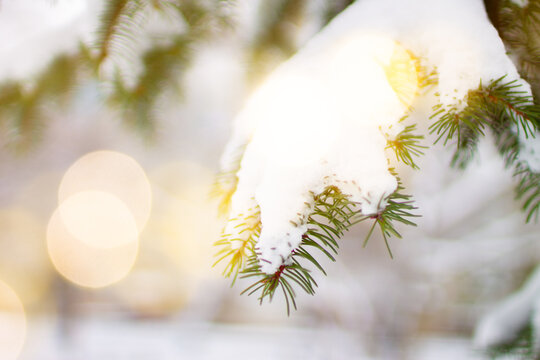 Snowy spruce