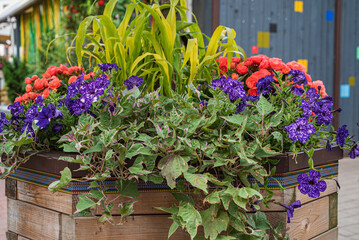 Fototapeta na wymiar nice flowers in the containers