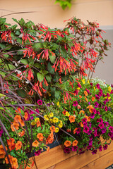 nice flowers in the containers