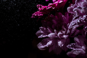 Banner with beautiful bouquet of chrysanthemum under water drops spray on black background with copy space. Business card of online shop delivery service. Funeral flower. Day of Remembrance. Darkness