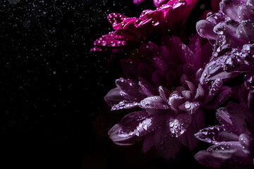 Banner with beautiful bouquet of chrysanthemum under water drops spray on black background with...