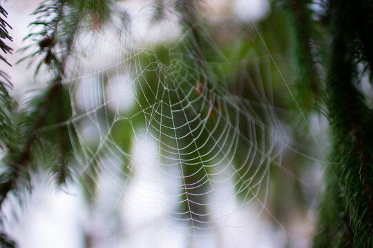 Сobwebs and dew