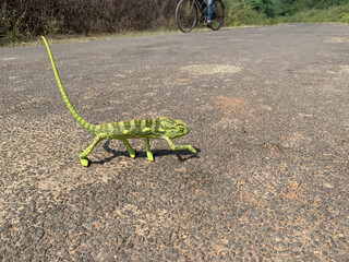 Green chameleon walking on the asphalt