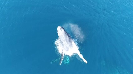 A Humpback whale calf breaching.
