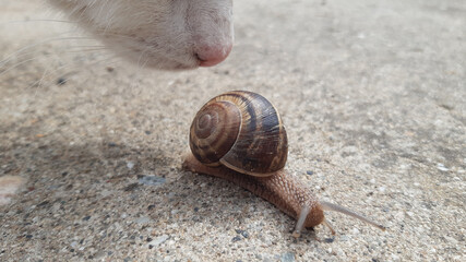 Closeup shot of a cat closely looking at a crawling snail