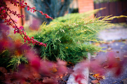 Garden plants