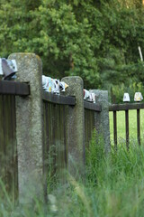 mugs on the fence, old garden with meadow flowers and wooden fence, plank old fence