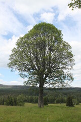 Obraz premium old tree in the middle of a mountain meadow