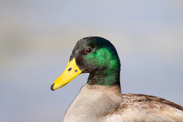 Wild mallard duck portrait