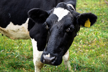 Close-up of the mouth, nose and protruding ears of a spotted black and white cow. The animal is interested in the process and approached the camera. Funny humorous frame