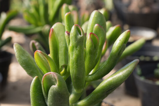 Close-up of green succulent plant with a blurred background. Macro shot of succulent foliage, flower leaves.