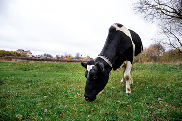 One spotted black and white cow grazes in a green meadow in the countryside. Autumn landscape with cattle. Home keeping of a dairy cow