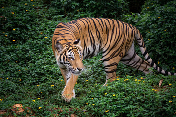 Naklejka premium Asian tigers are resting in the natural forest.