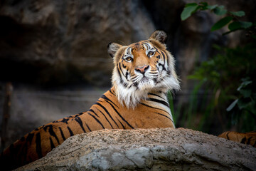 Fototapeta na wymiar Asian tiger resting on the rocks.