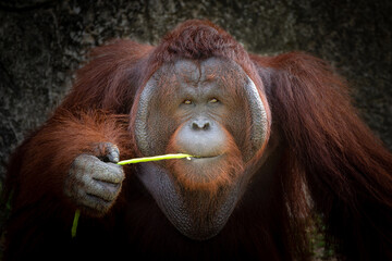 A young orangutan is resting in nature. © MrPreecha