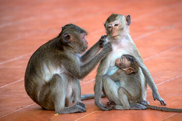 The love of the monkey family.