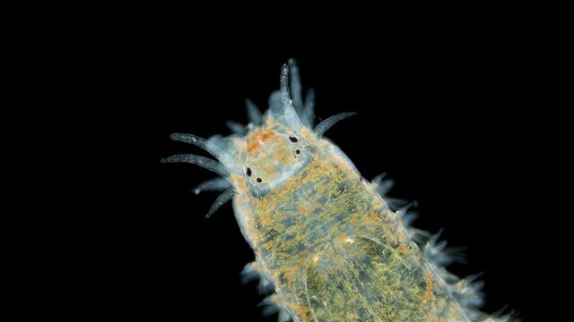 Worm Polychaeta of the family Nereididae under the microscope. Serves as food for fish, predatory invertebrates and shore birds. Indian Ocean