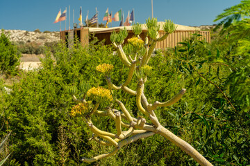 Cacti at botanic cactus park
