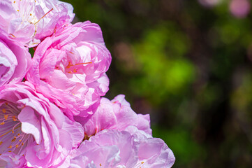 Pink sakura flowers on a green background. Bright diagonal almond blossom, selective focus