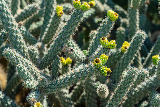 Cactus with yellow flowers on it at cactus park