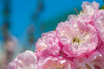 Blooming sakura on a defocus blue background. Lush pink flowers diagonally