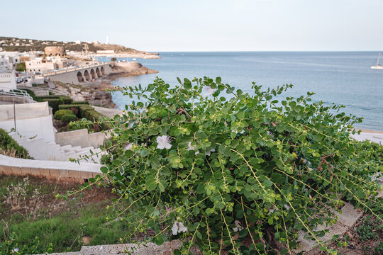 Wild capers plantin Santa Maria di leuca, the southern point of Puglia, Italy