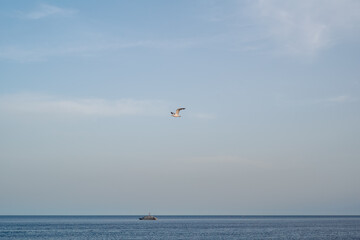 Bird flying over the sea in Santa Maria di leuca, the southern point of Puglia, Italy