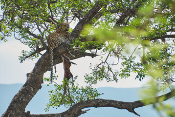Fototapeta na wymiar leopard, Panthera pardus, on a tree with its prey