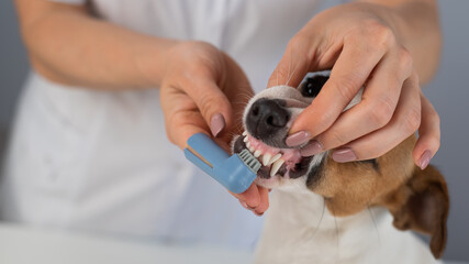 Woman veterinarian brushes the teeth of the dog jack russell terrier with a special brush putting it on her finger.