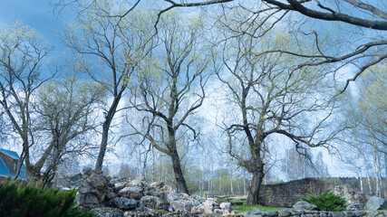 tree, nature, sky, spring, april