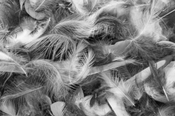 gray bird feathers with a visible texture. background