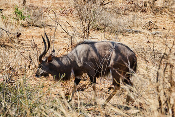 nyala, Tragelaphus angasii, is a spiral horned antelope native to southern Africa