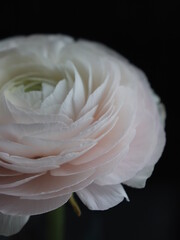 white and pink flower on a black background